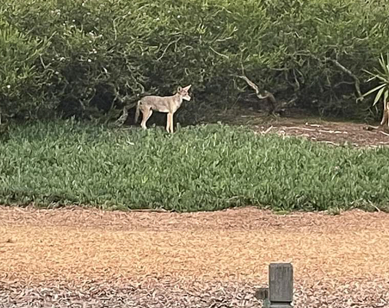 Coyotes Are Here, but You May Never See One - Shore Local Newsmagazine