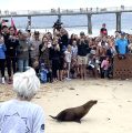 Sea Lion pups cheered by fans, Junior Lifeguards as they return to the sea at the Hermosa Beach Pier