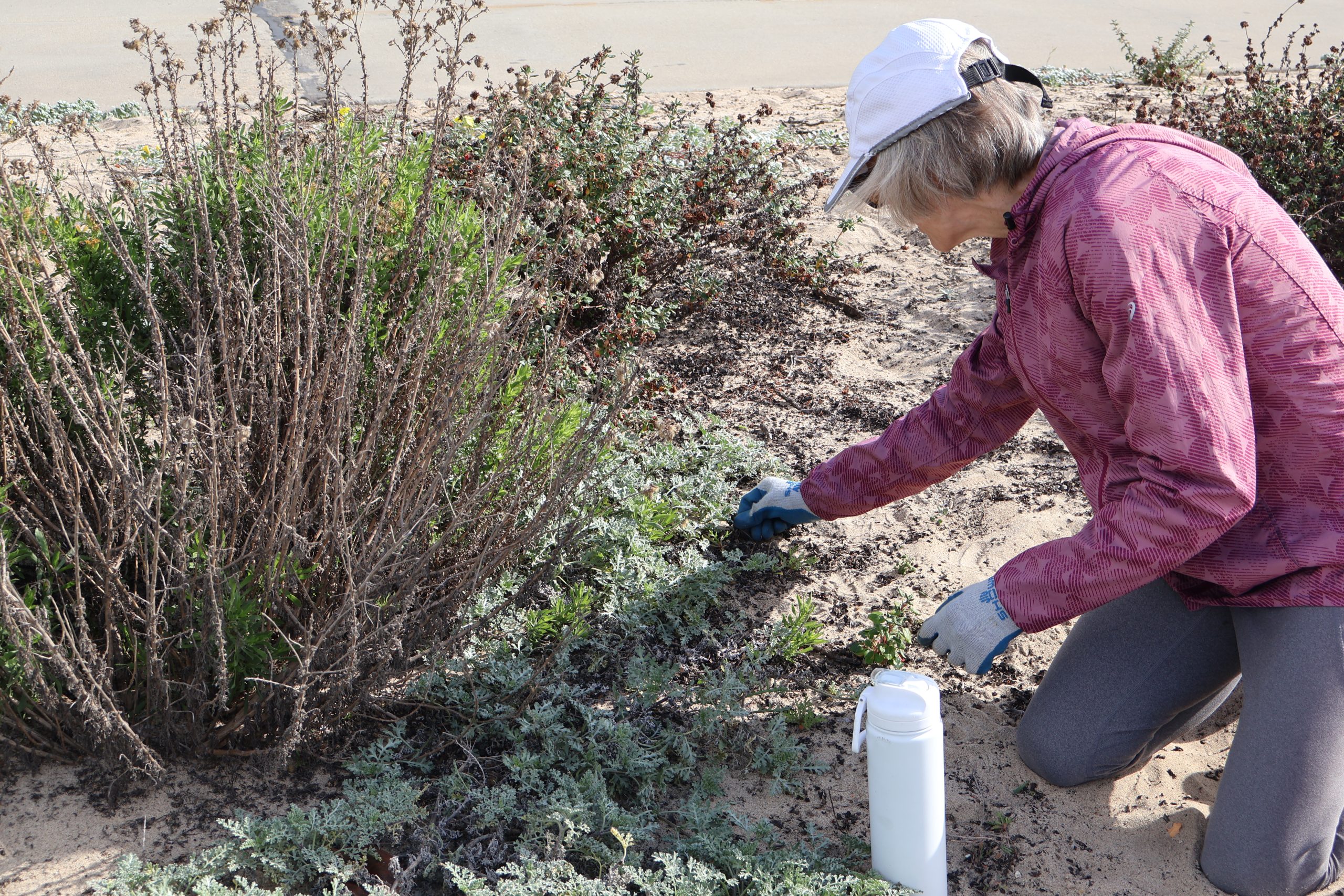 The return of the dunes:  How the Manhattan Beach Dune Restoration Project recreated native habitat