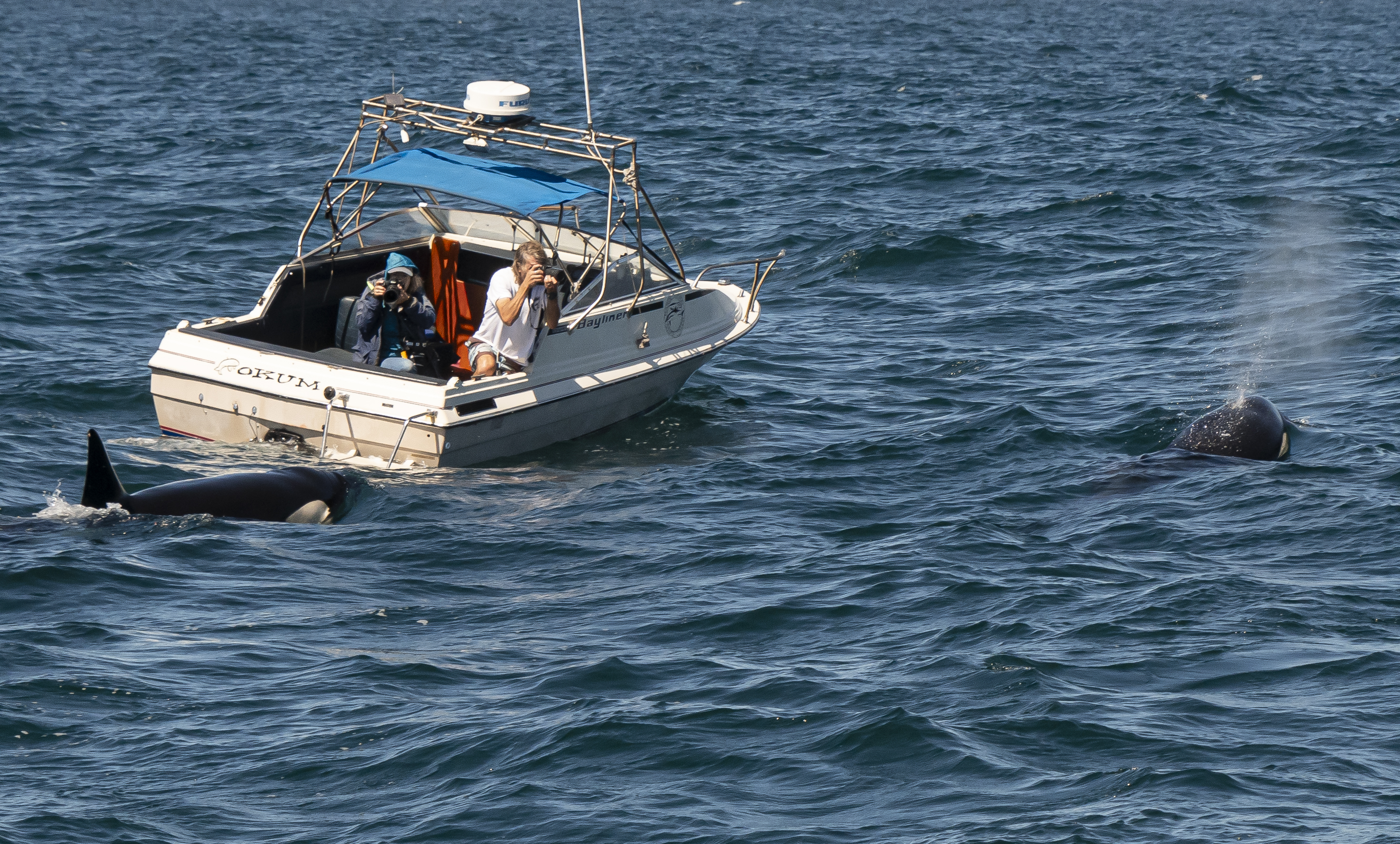 Alisa Schulman-Janiger and Eric Martin investigate orcas off of Palos Verdes in 2018. Photo courtesy Alisa Schulman-Janiger