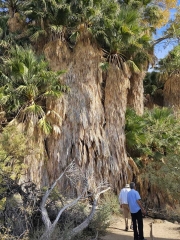 Parade recognizes Dr. Cozen On 100th birthday